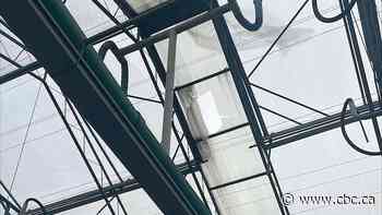 Ministry of Labour probes 9-metre fall of worker from greenhouse roof near Sarnia