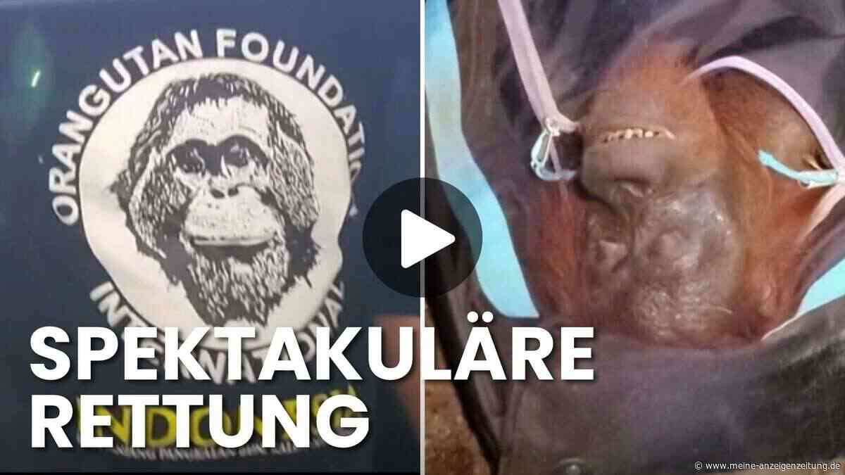 Völlig ausgehungert: Helfer retten Orang-Utan aus ausgebranntem Waldstück