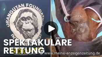 Völlig ausgehungert: Helfer retten Orang-Utan aus ausgebranntem Waldstück
