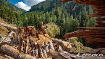 B.C. NDP backsliding on commitment to preserving old growth, scientists say