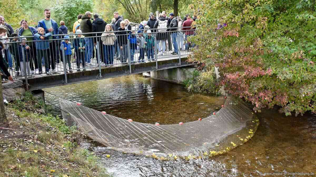 „Die Wege der Goldach unergründlich“ – in Hallbergmoos waren die Enten los