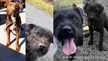 Four dogs stolen in house raid in Llandrindod Wells