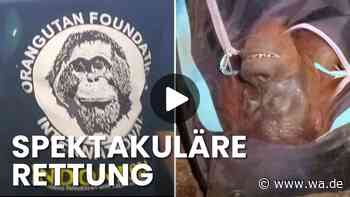 Völlig ausgehungert: Helfer retten Orang-Utan aus ausgebranntem Waldstück