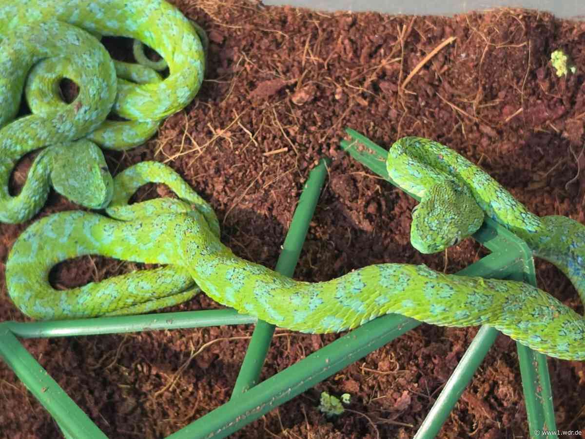 Kölner Zoll entdeckt giftige Tiere in Koffer