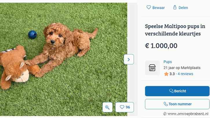 Omstreden hondenfokker uit Best moet stoppen of 6000 euro per week betalen