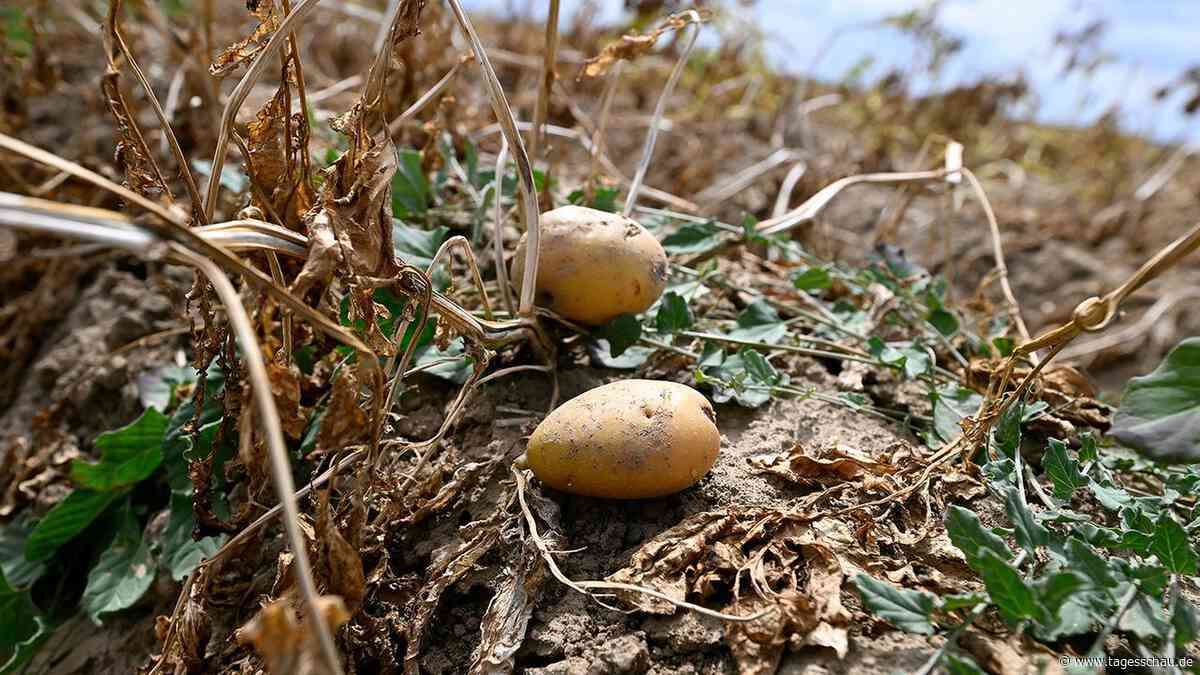 Schwache Kartoffelernte lässt Preise steigen
