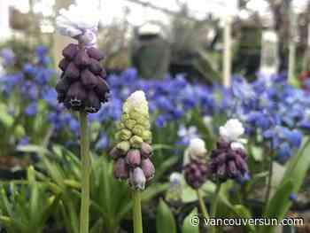 Brian Minter: Want to make your fall bulb planting a big success? Here's how
