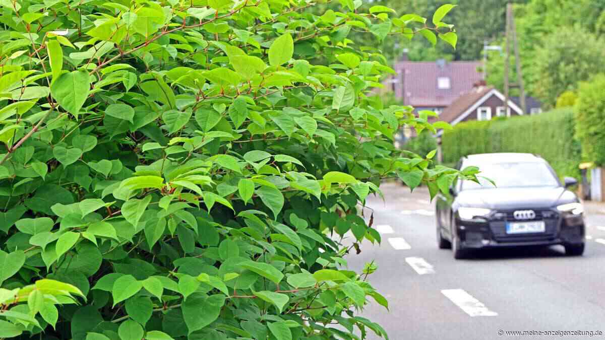 Japanischer Staudenknöterich breitet sich rasant aus: So werden Gartenbesitzer ihn langfristig los