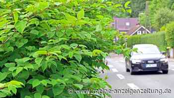 Japanischer Staudenknöterich breitet sich rasant aus: So werden Gartenbesitzer ihn langfristig los