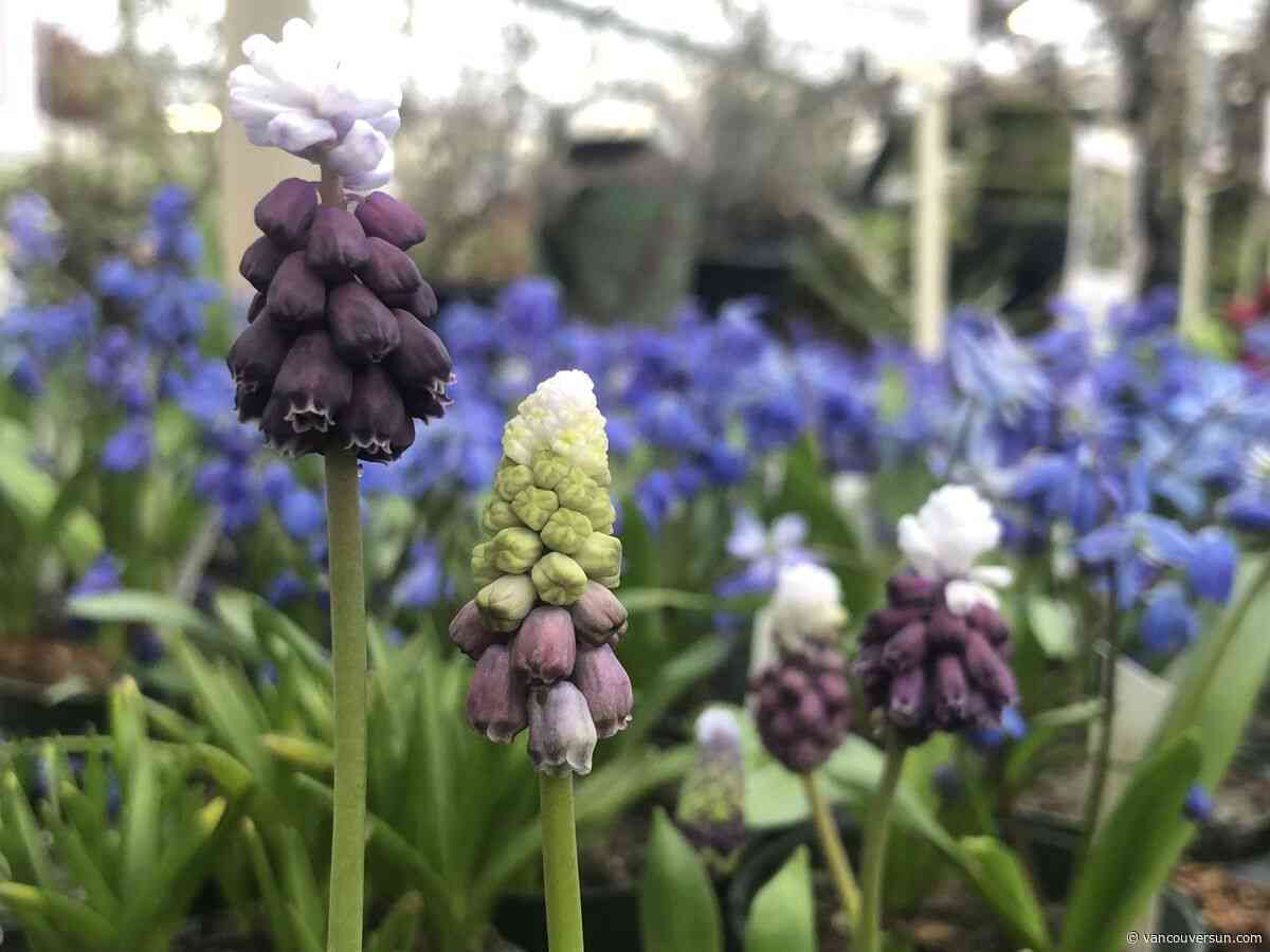 Brian Minter: Want to make your fall bulb planting a big success? Here's how