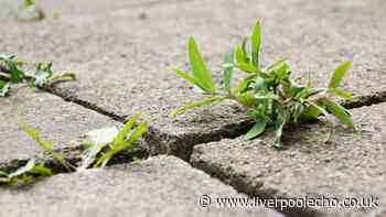 I tackle patio weeds using 2 everyday household items — one works best