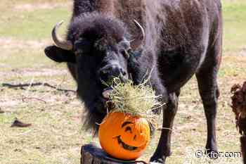 OKC Zoo hosting Chomp and Stomp, enrichment event