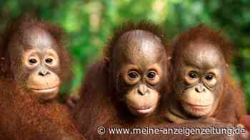 Tragisches Schicksal: Fünf ausgesetzte Orang-Utan-Babys in indischem Wald gefunden