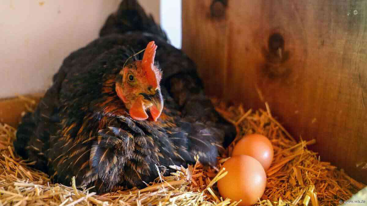 Warum Hühner im Herbst weniger Eier legen – und was Ihren Hennen jetzt wirklich hilft