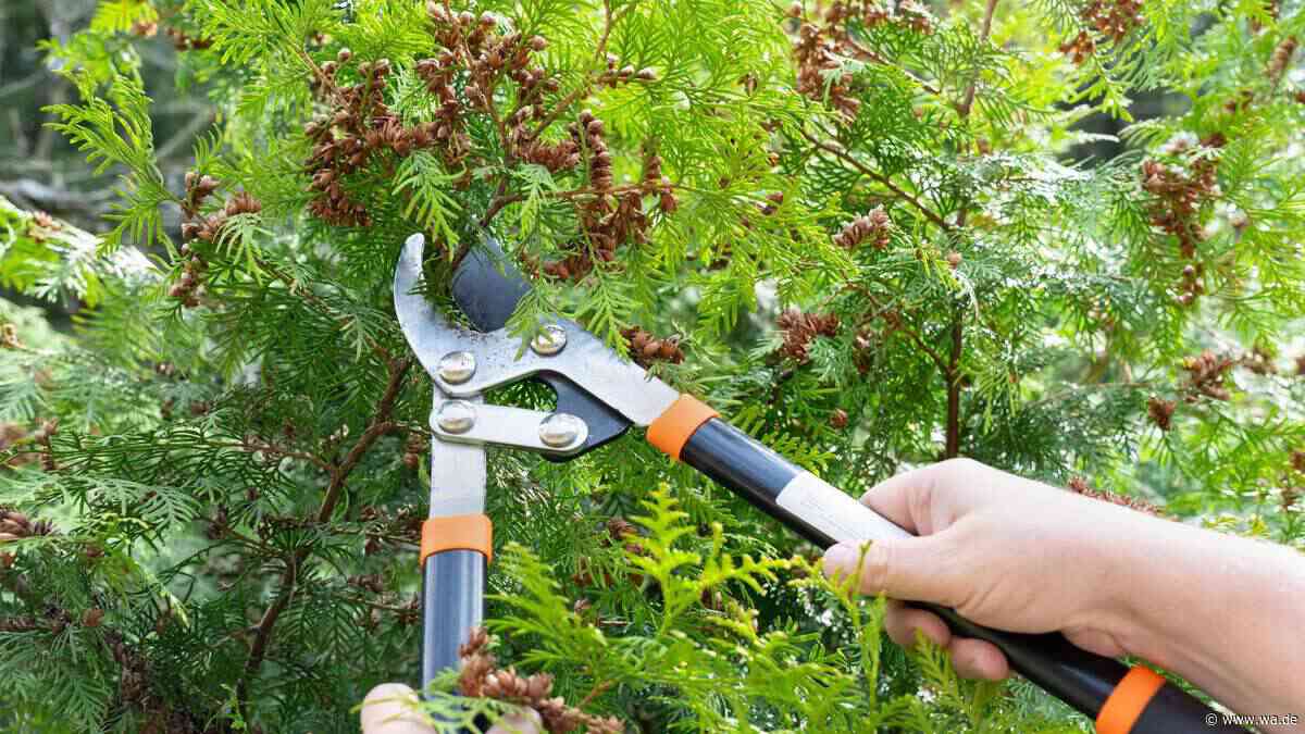 Drei Gehölze sollte man im Herbst nicht schneiden – sonst drohen Schäden