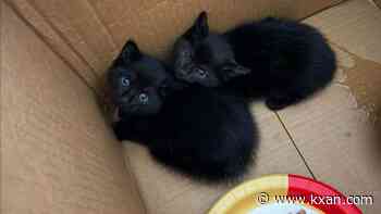 'Stowaway kittens' found under hood of TCSO patrol vehicle
