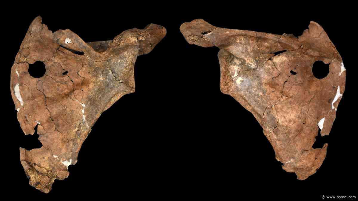 75,000 years ago, this Neanderthal was stabbed with a spear