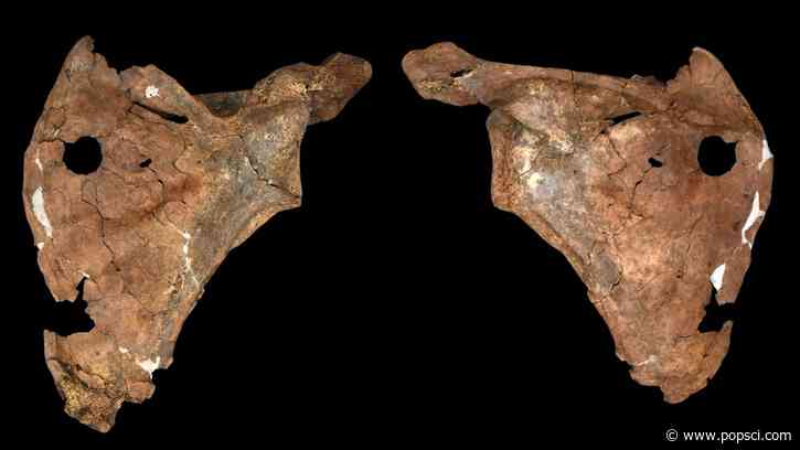 75,000 years ago, this Neanderthal was stabbed with a spear