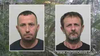 Two Albanian men who came to the UK illegally were caught looking after North East cannabis farm
