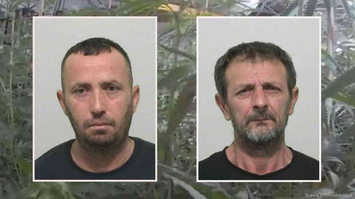 Two Albanian men who came to the UK illegally were caught looking after North East cannabis farm
