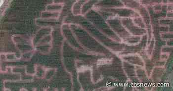 How a Georgia farm turned a cornfield into a Dolly Parton maze