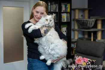 Ist das der größte Kater im Vogtland? – „Katze Renate passt fast vier Mal in unseren Roy“