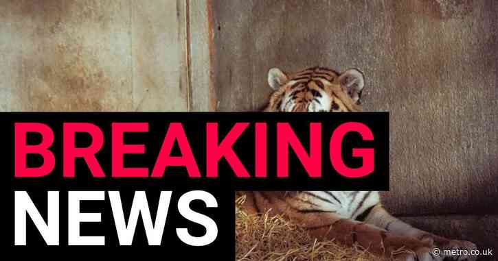 Yorkshire Wildlife Park will open to the public after man mauled by tiger