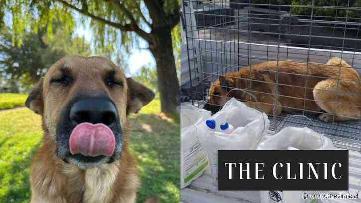 “Lo mataron sin darnos la oportunidad de hacernos cargo de él”: Vecinos y organizaciones denuncian la eutanasia de un perro comunitario en Colina