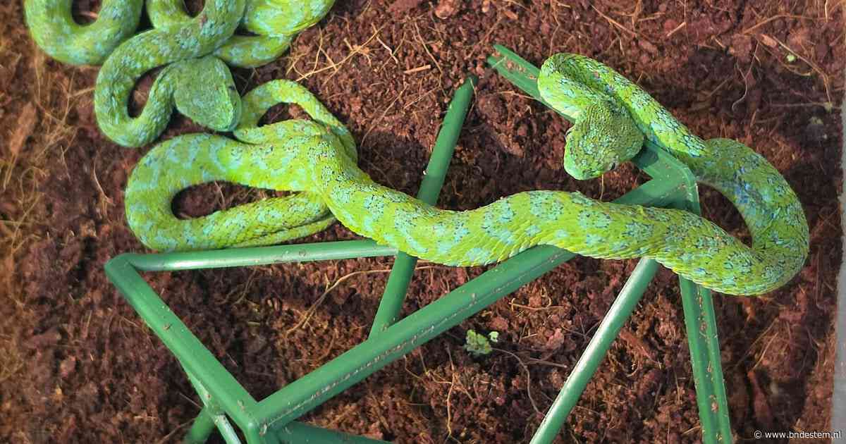 Mexicaan loopt met 92 reptielen in zijn koffer tegen de lamp op luchthaven Keulen