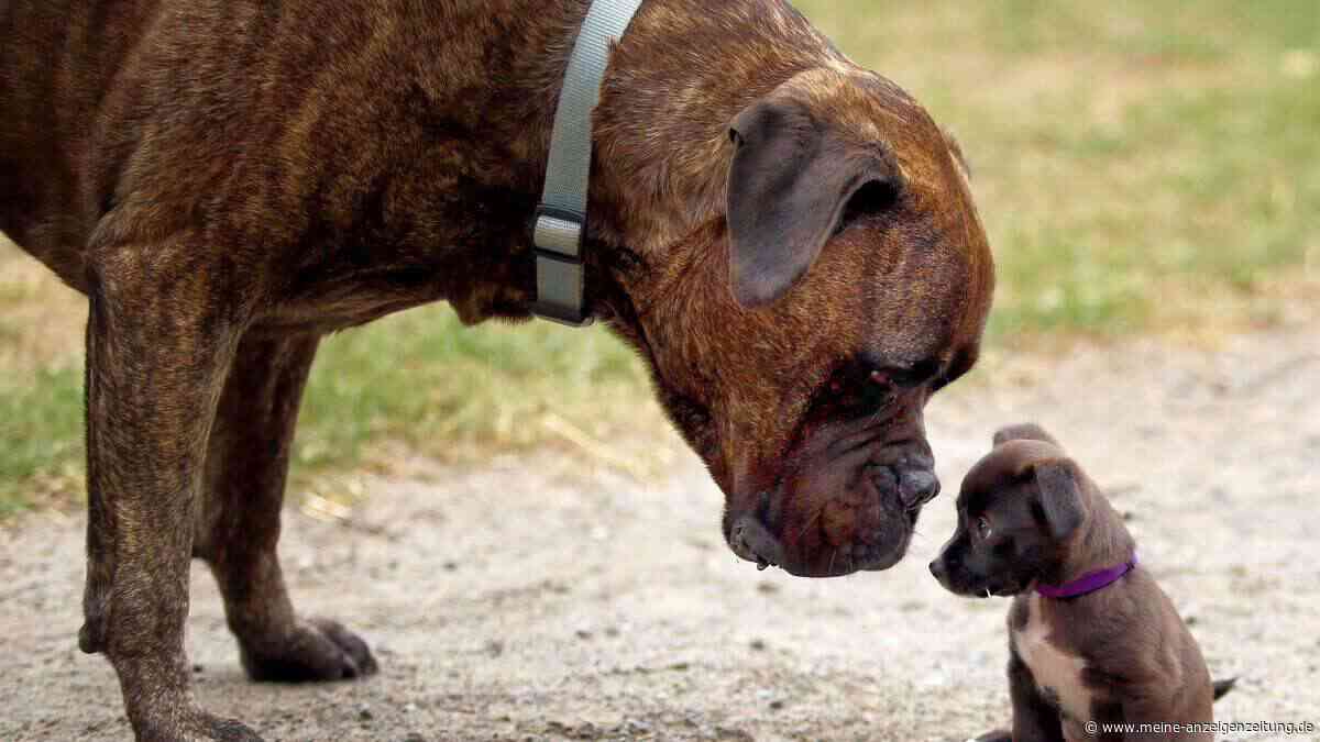 Hundeführerschein, Leinenpflicht, Bußgeld: Diese Regeln müssen Hundehalter jetzt kennen