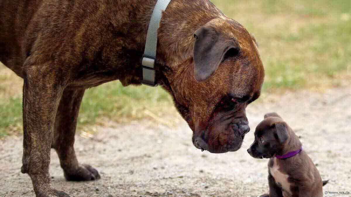 Hundeführerschein, Leinenpflicht, Bußgeld: Diese Regeln müssen Hundehalter jetzt kennen