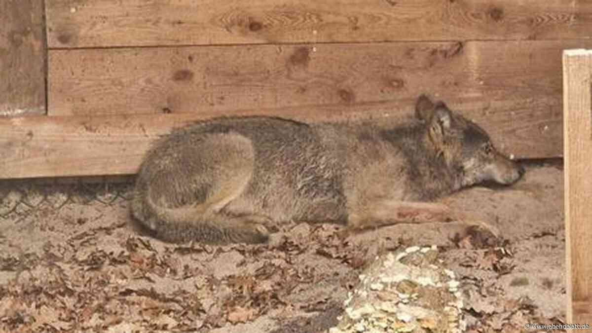 Umweltbehörde meldet mutmaßliche Wolfssichtung im Hamburger Westen