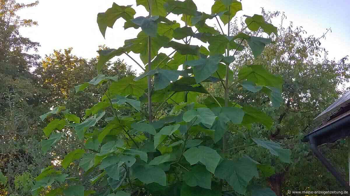 Kein Blauglockenbaum für Karlsdorf
