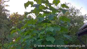 Kein Blauglockenbaum für Karlsdorf