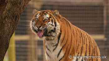 British zoo safety under the spotlight after man killed by tiger and child thrown to crocodile