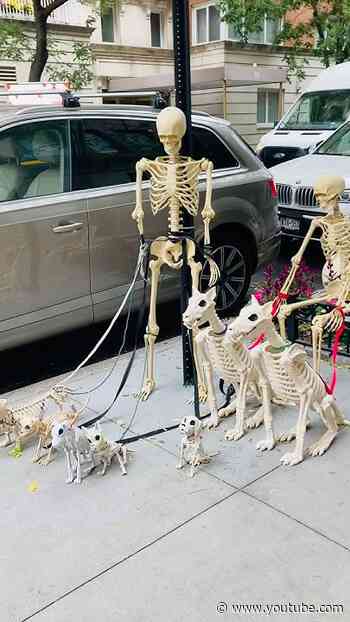 Halloween Dogs & Puppies Skeletons In NYC
