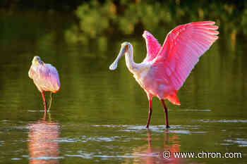 Texas wildlife paradise could grow by nearly 50% under new plan