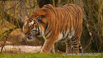 Tiger zoo to reopen after visitor was mauled to death as bosses ask public to be 'understanding and respectful' to staff