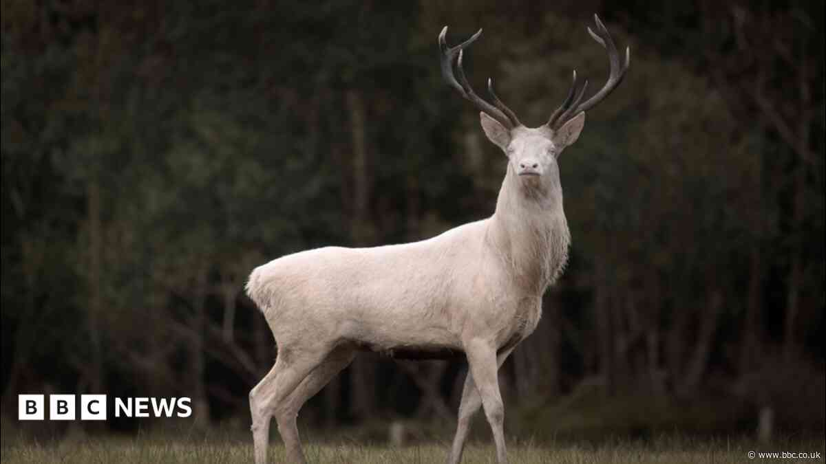 Photographer's 'awe' at rare albino stag encounter