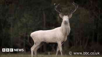 Photographer's 'awe' at rare albino stag encounter