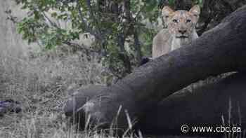 The surprising afterlife of an elephant in the African savannah