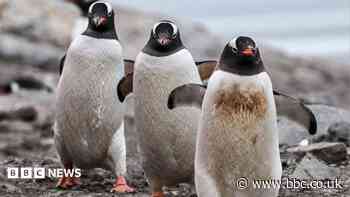 'Fantastic opportunity' to have penguin colony as neighbours