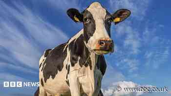 Genetically testing every cow in NI could help keep price in the shops down