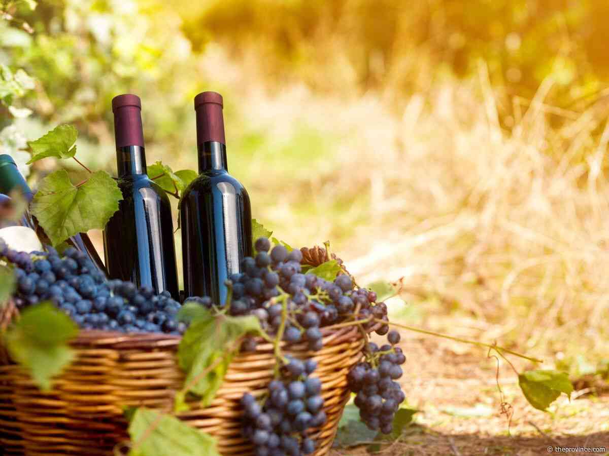 Wine Guy: Sip a spectrum of fine fall flavours
