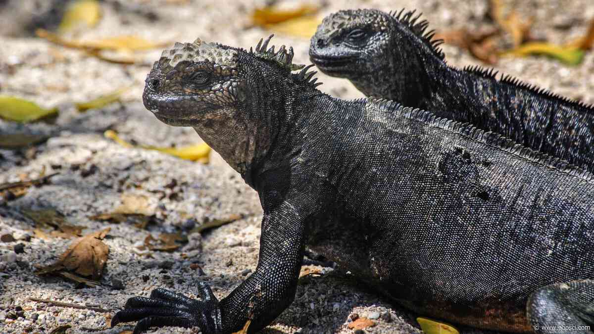 Super El Niño influencing ‘strange uptick’ in illegal Galápagos iguana trafficking