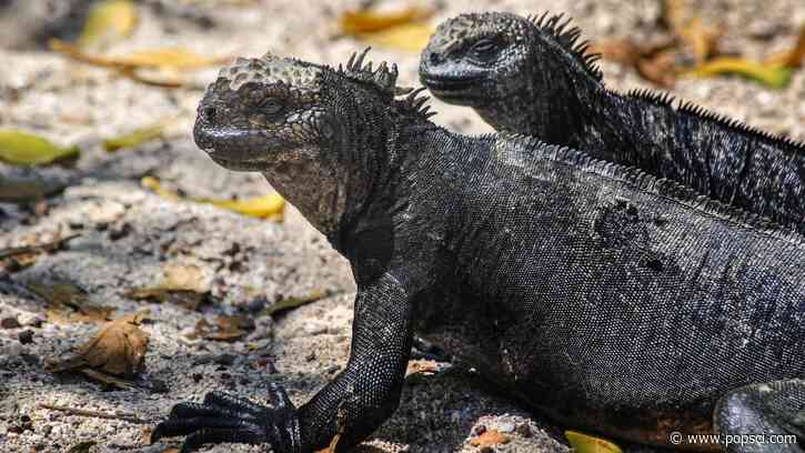 Super El Niño influencing ‘strange uptick’ in illegal Galápagos iguana trafficking