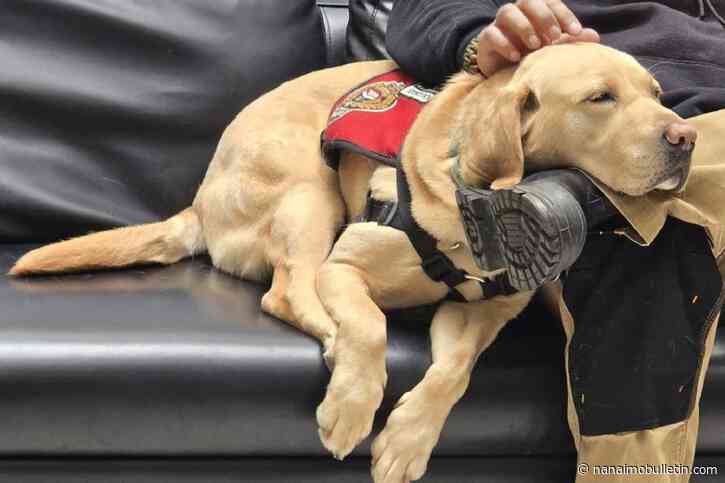 Victoria police dog, trained in stress intervention celebrates 6th birthday