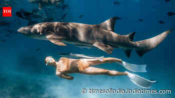 Shark tours make people 40% more likely to protect sharks