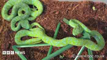 Man with suitcase full of snakes stopped at German airport