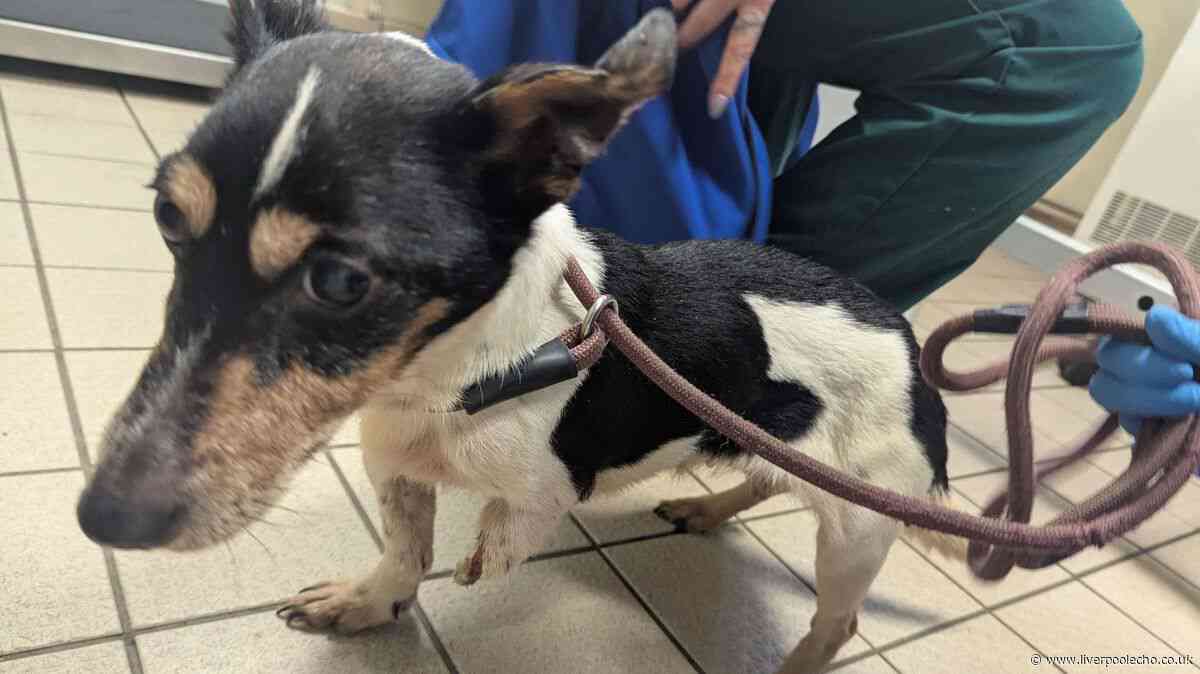 Netherton woman banned from keeping animals after dog's leg severed
